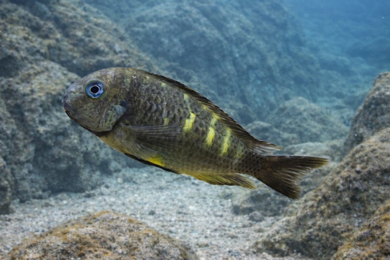Tropheus sp. 'crescentic' Ubwari (South)